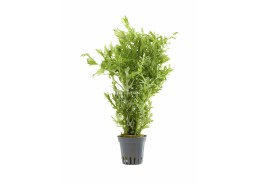 Hygrophila difformis - Pot 5,5cm - Plantes en pots de 5,5cm - aquarium - Comptoir du Poisson exotique