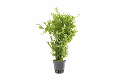 Hygrophila difformis - Pot 5,5cm - Plantes en pots de 5,5cm - aquarium - Comptoir du Poisson exotique