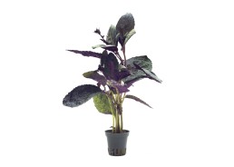 Hemygraphis colorata - Pot 5,5cm - Plantes en pots de 5.5 cm - terrarium - Comptoir du Poisson exotique