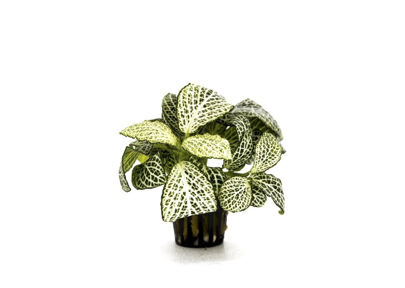 Fittonia 'Mini White' - Pot 5,5cm - Plantes en pots de 5.5 cm - terrarium - Comptoir du Poisson exotique