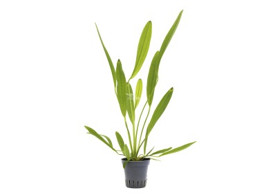 Echinodorus uruguayensis - pot 5,5cm - Plantes en pots de 5,5cm - aquarium - Comptoir du Poisson exotique
