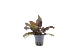 Echinodorus 'Rubin' - Pot 5,5cm - Plantes en pots de 5,5cm - aquarium - Comptoir du Poisson exotique