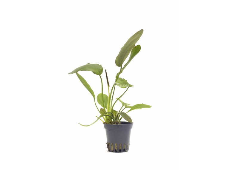 Echinodorus osiris - Pot 5,5cm - Plantes en pots de 5,5cm - aquarium - Comptoir du Poisson exotique