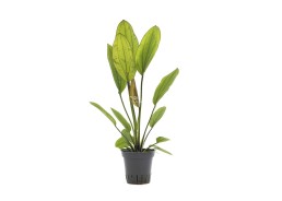 Echinodorus 'Rosé' - Pot 5,5cm - Plantes en pots de 5,5cm - aquarium - Comptoir du Poisson exotique