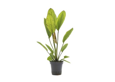 Echinodorus 'Rosé' - Pot 5,5cm - Plantes en pots de 5,5cm - aquarium - Comptoir du Poisson exotique