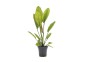 Echinodorus 'Rosé' - Pot 5,5cm - Plantes en pots de 5,5cm - aquarium - Comptoir du Poisson exotique