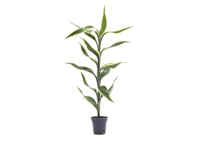 Dracaena sanderiana - Pot 5,5cm - Plantes en pots de 5.5 cm - terrarium - Comptoir du Poisson exotique