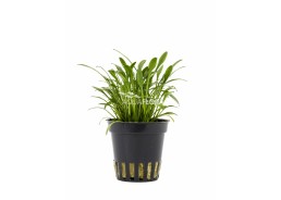 Cryptocoryne parva - Pot 5,5cm - Plantes en pots de 5,5cm - aquarium - Comptoir du Poisson exotique