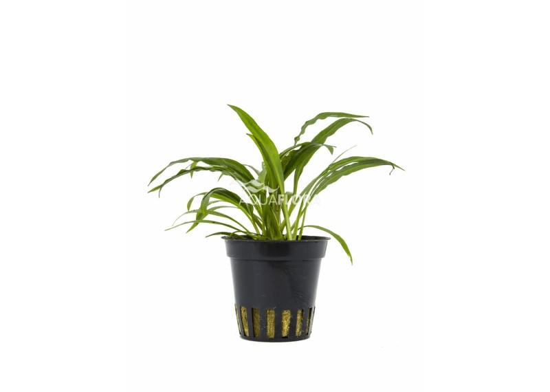 Cryptocoryne albida (costata) - Pot 5,5cm - Plantes en pots de 5,5cm - aquarium - Comptoir du Poisson exotique