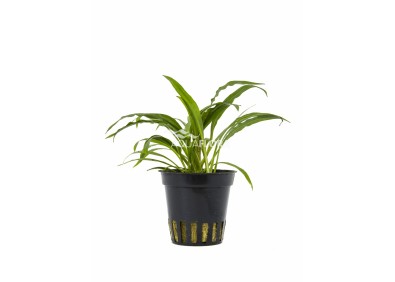 Cryptocoryne albida (costata) - Pot 5,5cm - Plantes en pots de 5,5cm - aquarium - Comptoir du Poisson exotique