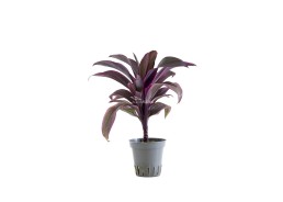 Cordyline 'Red Edge' - Pot 5,5cm - Plantes en pots de 5.5 cm - terrarium - Comptoir du Poisson exotique
