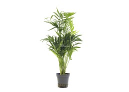 Chamaedorea elegans - Pot 5,5cm - Plantes en pots de 5.5 cm - terrarium - Comptoir du Poisson exotique