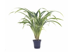 Chlorophytum bichetii - Pot 5,5cm - Plantes en pots de 5.5 cm - terrarium - Comptoir du Poisson exotique