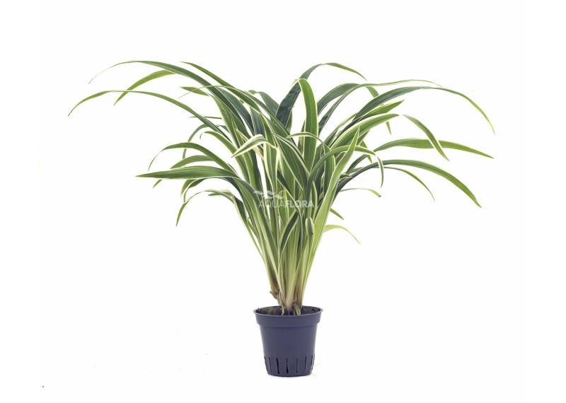 Chlorophytum bichetii - Pot 5,5cm - Plantes en pots de 5.5 cm - terrarium - Comptoir du Poisson exotique