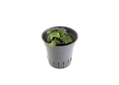 Anubias barteri var. nana 'Mini Mini' - Pot 5,5cm - Plantes en pots de 5,5cm - aquarium - Comptoir du Poisson exotique
