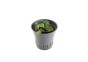 Anubias barteri var. nana 'Mini Mini' - Pot 5,5cm - Plantes en pots de 5,5cm - aquarium - Comptoir du Poisson exotique
