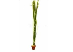 Vallisneria spiralis - pot terre cuite - Plantes en pots terre cuite 3cm - Comptoir du Poisson exotique