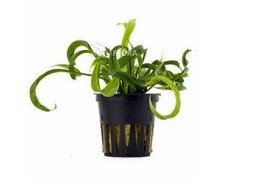 Helanthium bolivianum 'Vesuvius' - Pot 5,5cm - Plantes en pots de 5,5cm - aquarium - Comptoir du Poisson exotique