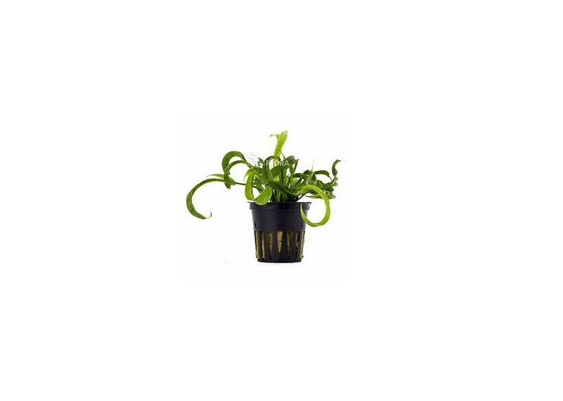 Helanthium bolivianum 'Vesuvius' - Pot 5,5cm - Plantes en pots de 5,5cm - aquarium - Comptoir du Poisson exotique