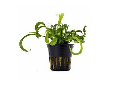 Helanthium bolivianum 'Vesuvius' - Pot 5,5cm - Plantes en pots de 5,5cm - aquarium - Comptoir du Poisson exotique