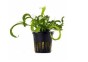 Helanthium bolivianum 'Vesuvius' - Pot 5,5cm - Plantes en pots de 5,5cm - aquarium - Comptoir du Poisson exotique