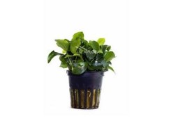 Anubias barteri var. nana 'Mini' - Pot 5,5cm - Plantes en pots de 5,5cm - aquarium - Comptoir du Poisson exotique