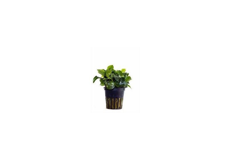 Anubias barteri var. nana 'Mini' - Pot 5,5cm - Plantes en pots de 5,5cm - aquarium - Comptoir du Poisson exotique