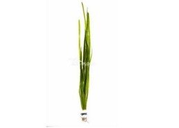 Vallisneria spiralis - Bouquet - Bouquets lestés - Comptoir du Poisson exotique