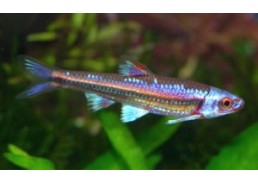 Notropis chrosomus - Divers eau froide - Comptoir du Poisson exotique