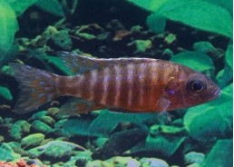 Aulonocara stuartgranti - Cichlidés africains - Comptoir du Poisson exotique