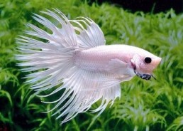 Betta crowntail mâle platinium - Betta crowntail - Comptoir du Poisson exotique