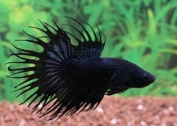 Betta crowntail mâle noir - Betta crowntail - Comptoir du Poisson exotique