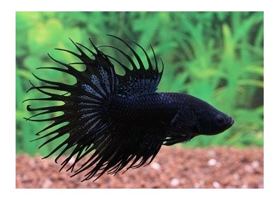 Betta crowntail mâle noir - Betta crowntail - Comptoir du Poisson exotique