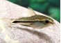 Corydoras pygmaeus - Corydoras - Comptoir du Poisson exotique