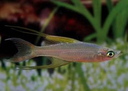 Iriatherina werneri - Melanotaenia - Comptoir du Poisson exotique