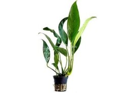 Anubias afzelii - Pot 5,5cm - Plantes en pots de 5,5cm - aquarium - Comptoir du Poisson exotique