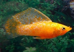 Velifera orange - Veliferas - Comptoir du Poisson exotique