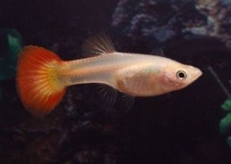 Guppy femelle sunset - Guppy femelle - Comptoir du Poisson exotique