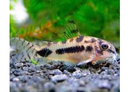 Corydoras habrosus - Corydoras - Comptoir du Poisson exotique