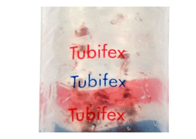 TUBIFEX 100ML - NOURRITURE VIVANTE - Nourriture vivante - Comptoir du Poisson exotique