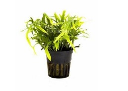 Microsorum pteropus 'trident' - pot 5,5cm - Plantes en pots de 5,5cm - aquarium - Comptoir du Poisson exotique