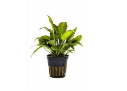 Cryptocoryne pontederiifolia - Pot 5,5cm - Plantes en pots de 5,5cm - aquarium - Comptoir du Poisson exotique