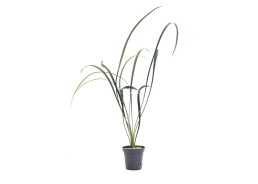 Ophiopogon japonica 'Gigantea' - Pot 5,5cm - Plantes en pots de 5.5 cm - terrarium - Comptoir du Poisson exotique