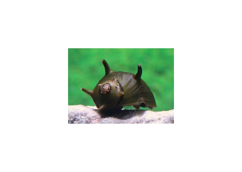 Escargot clithon corona - Mollusques - Comptoir du Poisson exotique