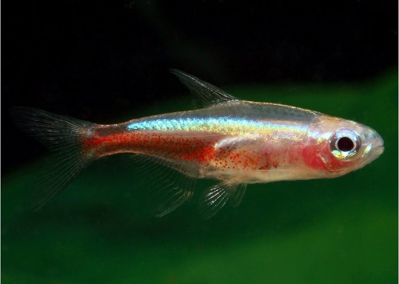 Cardinalis gold - Characidés - Comptoir du Poisson exotique