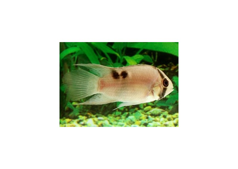 Aequidens maronii - Cichlidés américains - Comptoir du Poisson exotique