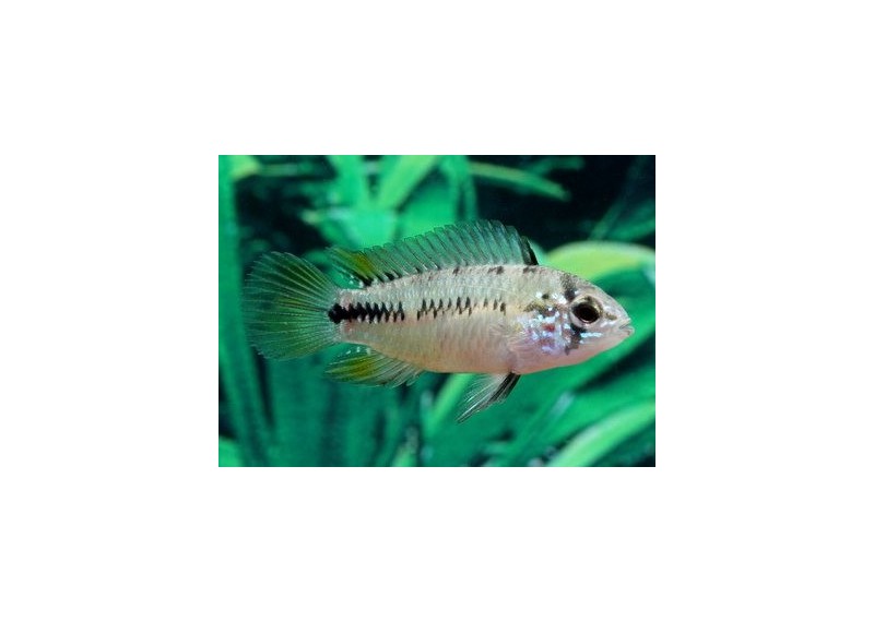 Apisto borelli - Cichlidés américains - Comptoir du Poisson exotique