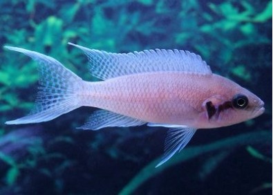 Neolamprologus brichardi - Cichlidés africains - Comptoir du Poisson exotique