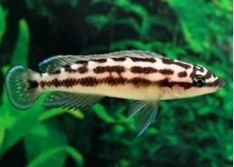 Julidochromis transcriptus - Cichlidés africains - Comptoir du Poisson exotique