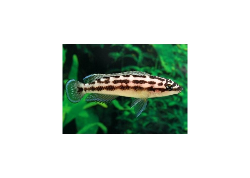 Julidochromis transcriptus - Cichlidés africains - Comptoir du Poisson exotique